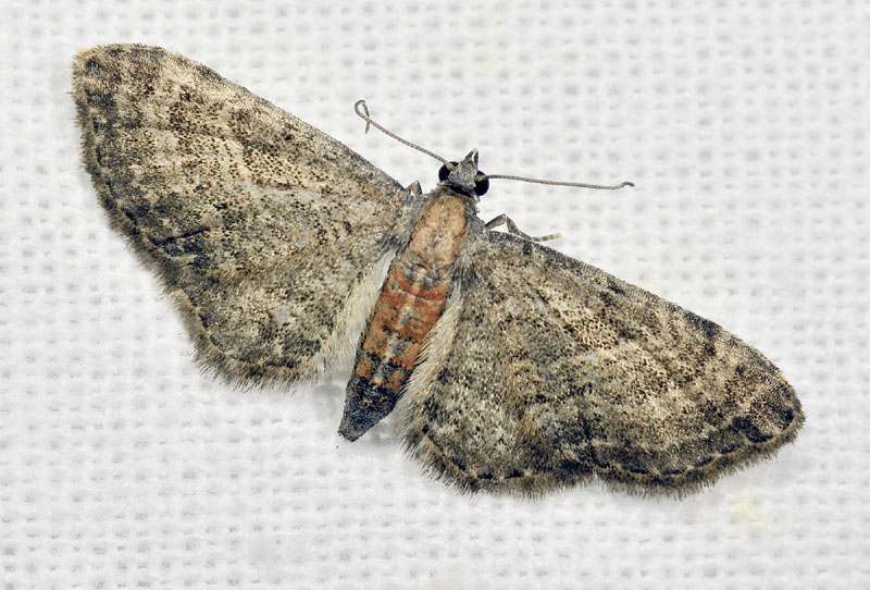 Geometridae - Eupithecia haworthiata